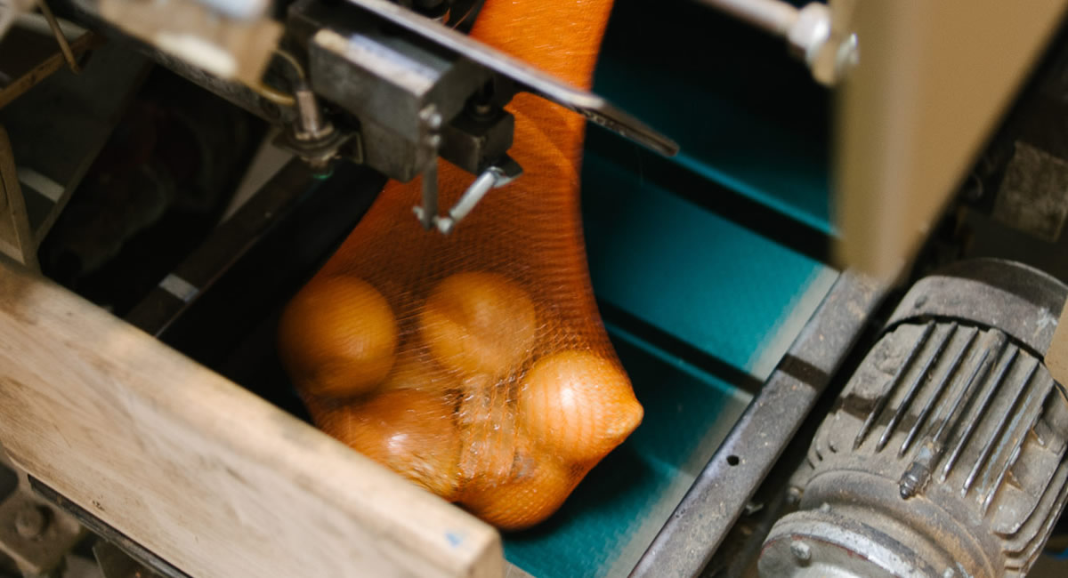 Zwiebeln verpackt mit System – Netzmaschine bei Fritz Hofbeck im Einsatz Netzverpackung von Zwiebeln auf Förderband – automatisierter Verpackungsprozess bei Fritz Hofbeck