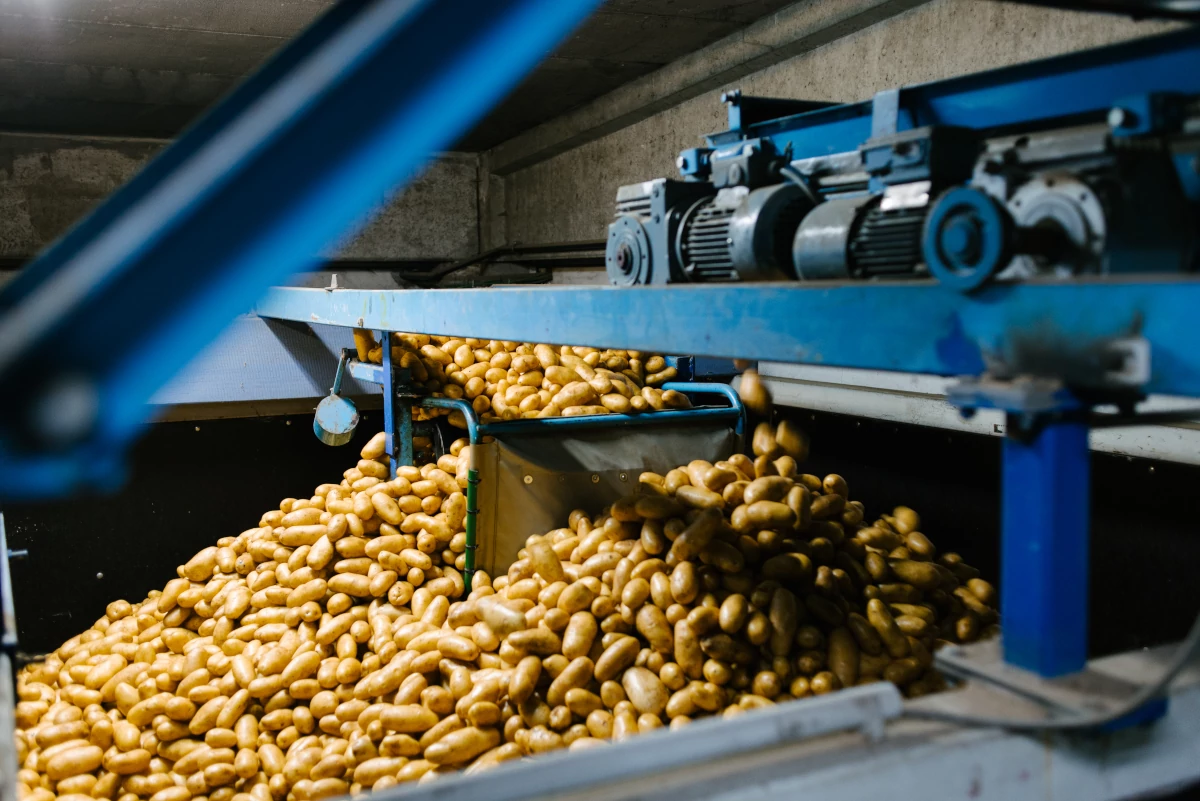 Kartoffelverarbeitung mit System – Einblicke bei Fritz Hofbeck Frisch geerntete Kartoffeln in der modernen Verarbeitungsanlage von Fritz Hofbeck